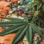 cannabis seo agencies