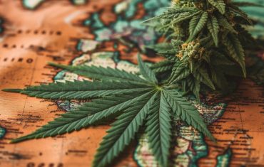 cannabis seo agencies