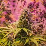 cannabis seo agencies