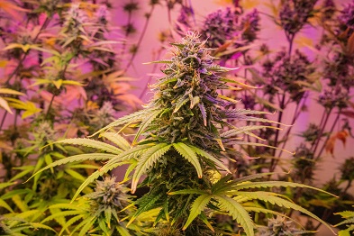 cannabis seo agencies