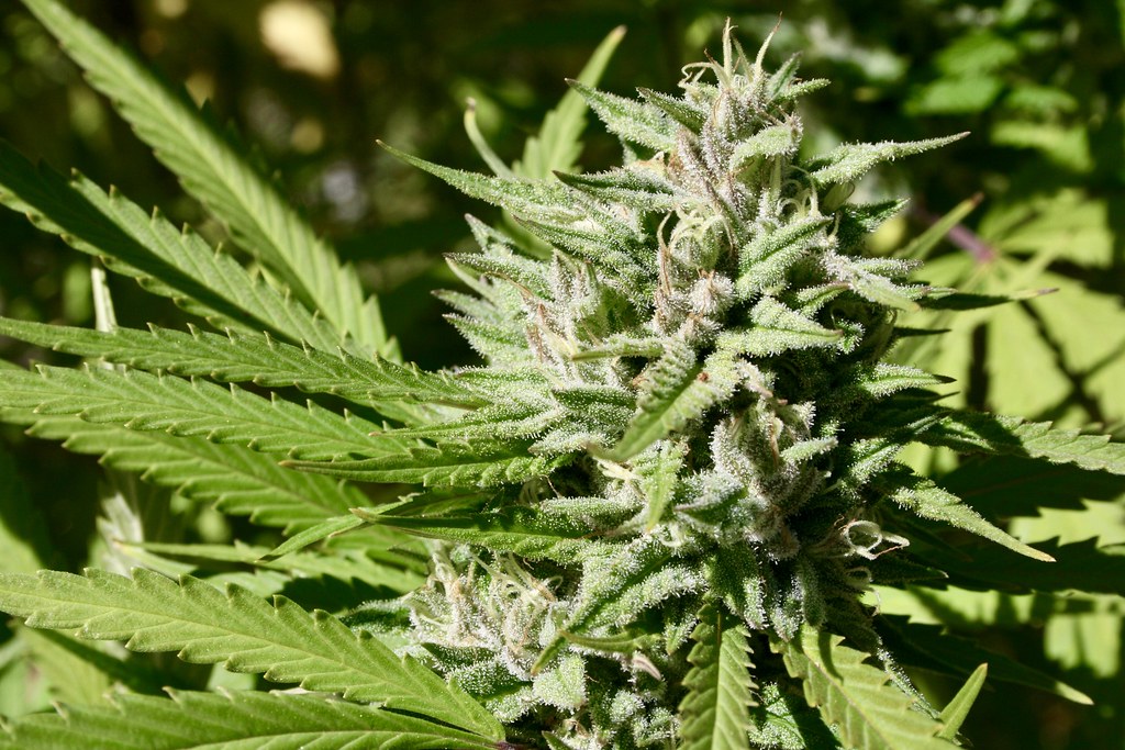 Flowering cannabis plant